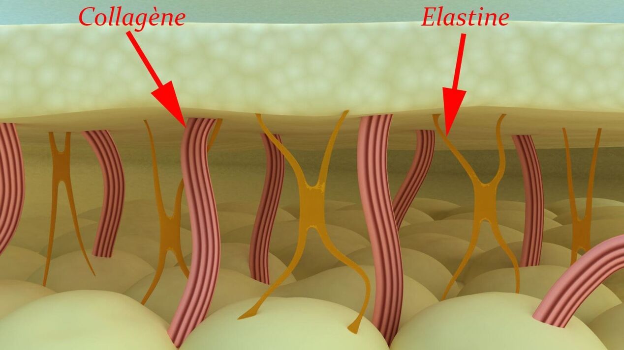 Colagen și elastina - proteine ​​structurale ale pielii